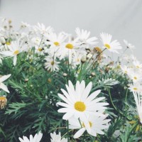 曝光！美世投資不正規(guī)！老師指導操作虧損慘重怎么辦？