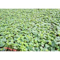 通州甜瓜育苗基地 甜瓜苗批發廠家