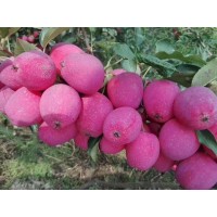 吉林牛奶果苗批發(fā)雞心果苗廠家直銷