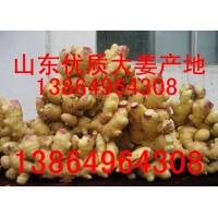 山東生姜種子批發(fā)價格