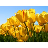 海南熱帶農(nóng)產(chǎn)品大曝光!揭露虧損內(nèi)幕!被騙難友速度看來