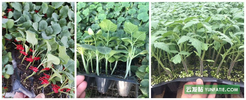 通化圓椒苗批發基地_甜椒育苗廠