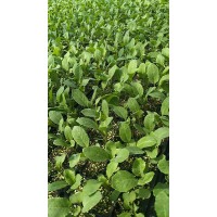 太原菜花苗基地 65天有機花菜育苗廠家