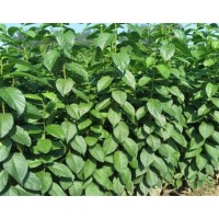 米徑2公分杜仲多少錢 3公分4公分杜仲價格走勢