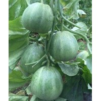 邯鄲甜瓜苗嫁接育苗廠 綠寶甜瓜苗批發(fā)基地