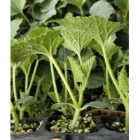 臨漳甜瓜苗批發(fā) 育綠寶羊角蜜甜瓜苗基地