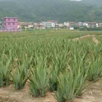 供應(yīng)庫拉索蘆薈種苗防輻射綠植盆栽