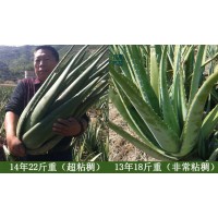 供應(yīng)庫拉索蘆薈美容院灌膚可食用老蘆薈