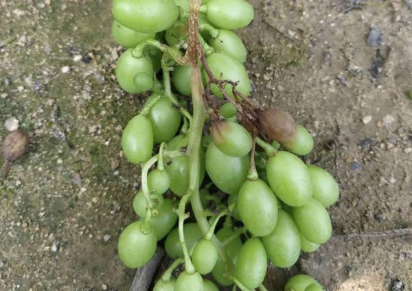 葡萄白腐病是怎么發(fā)生的