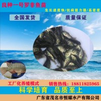 供應羅非魚苗