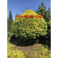 80公分金葉榆價格2米、2.5米、3米金葉榆球價格