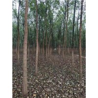 6公分五角楓-8公分五角楓-5公分五角楓-10公分五角楓