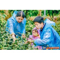 蘇州青少年社會實(shí)踐戶外拓展自然探索春日親子采茶體驗(yàn)活動報名中